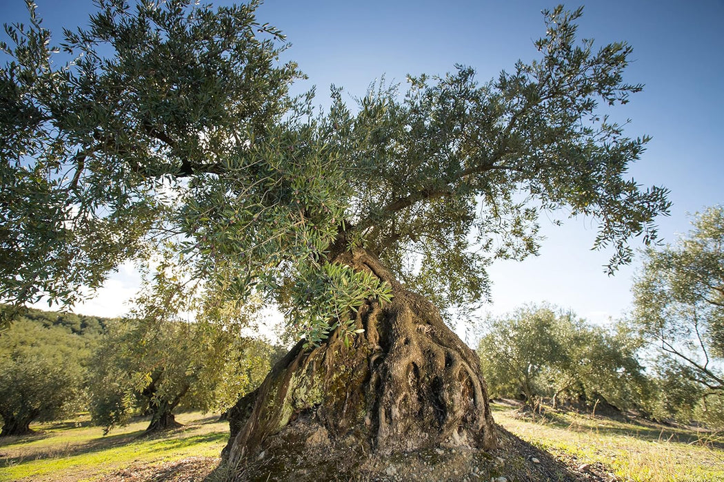 Carbonell Aceite de Oliva Virgen en garrafa de 5 Litros. Un aceite versátil y equilibrado, pilar de la cocina mediterránea, envasado en botella de plástico 100% reciclado. Carbonell - extra